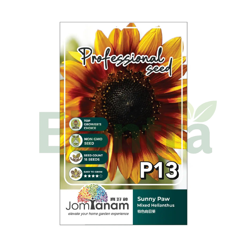 P13 MIXED HELIANTHUS